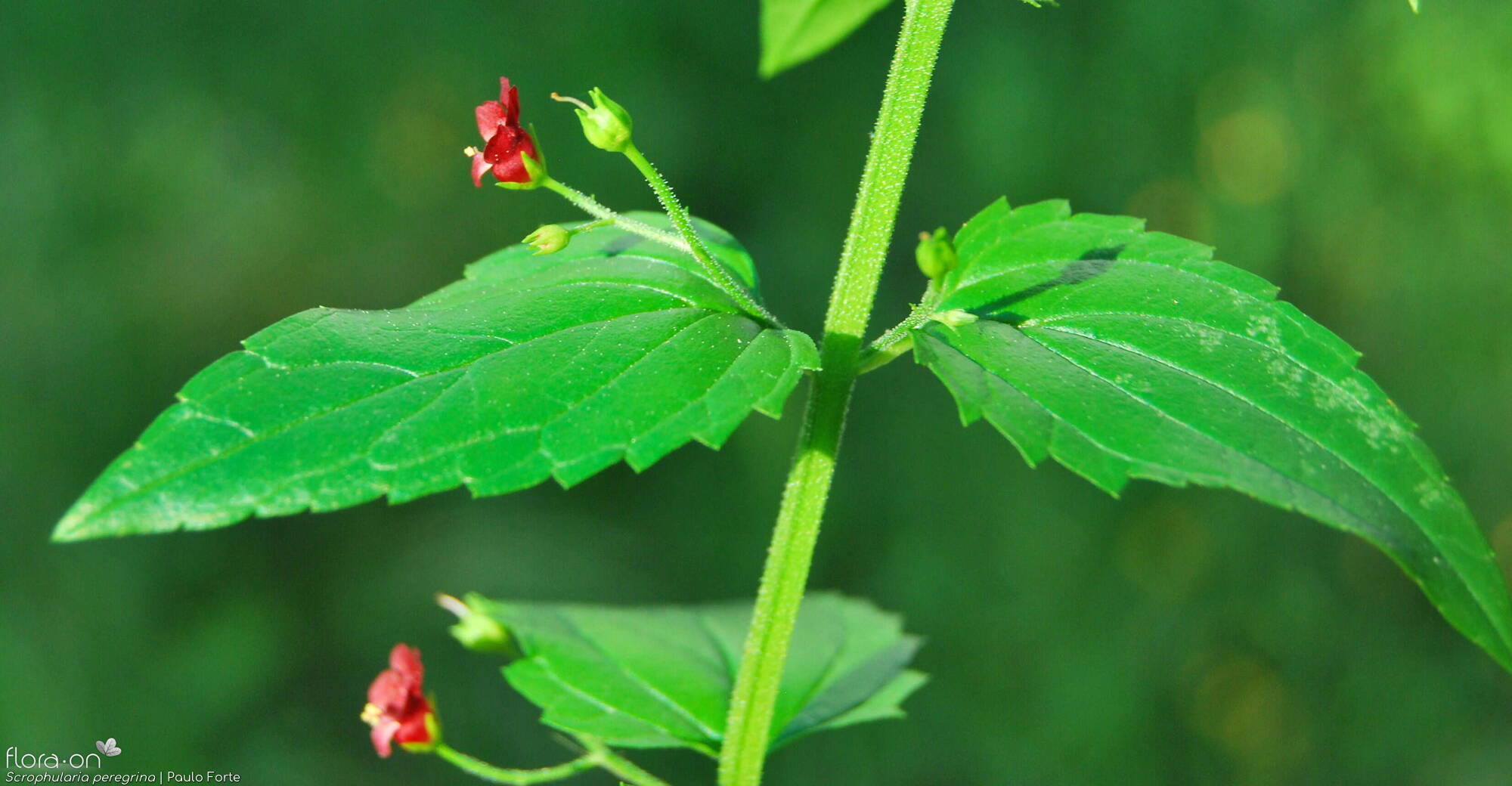 Scrophularia peregrina - Flor (geral) | Paulo Forte; CC BY-NC 4.0