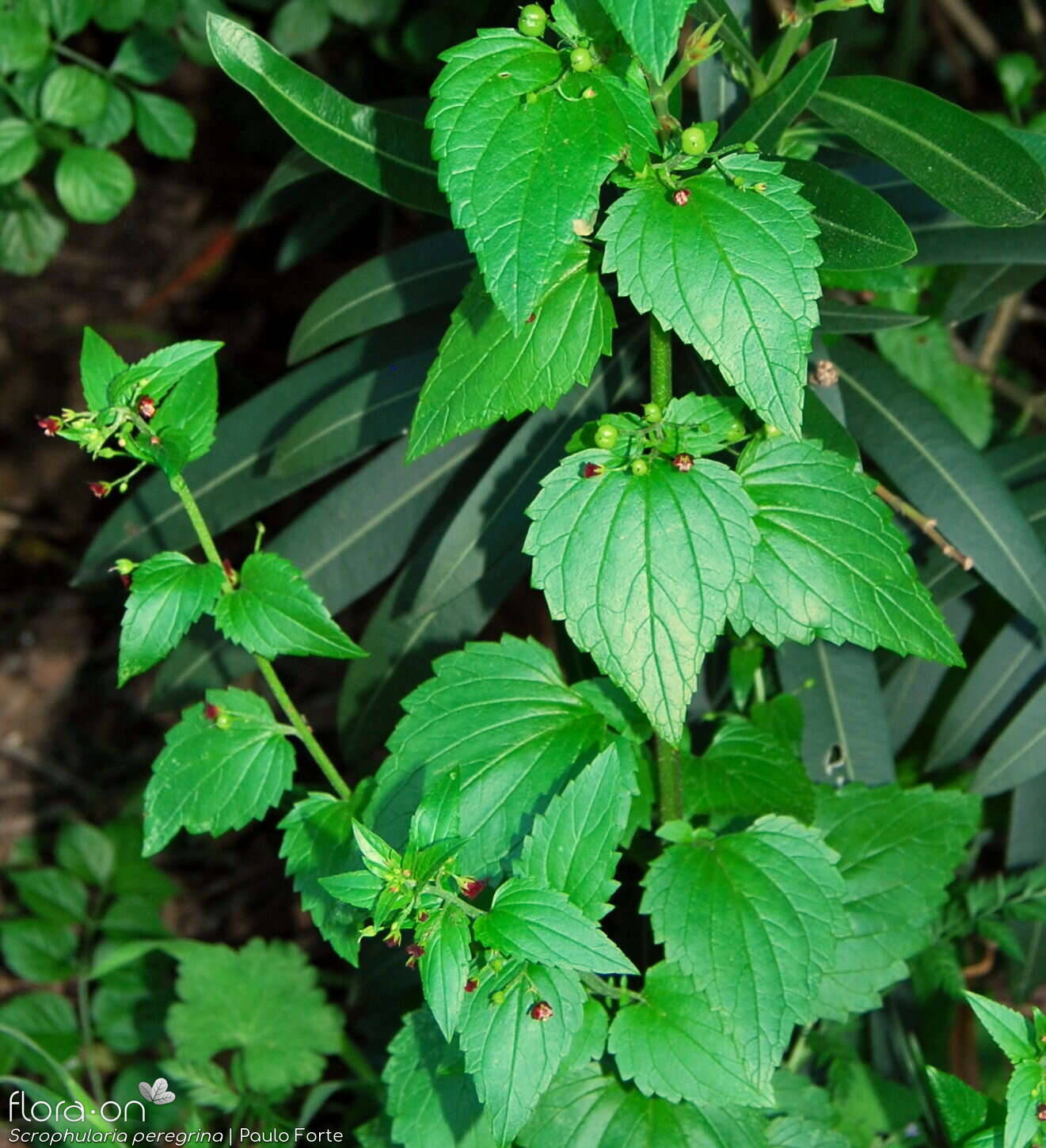 Scrophularia peregrina - Folha (geral) | Paulo Forte; CC BY-NC 4.0