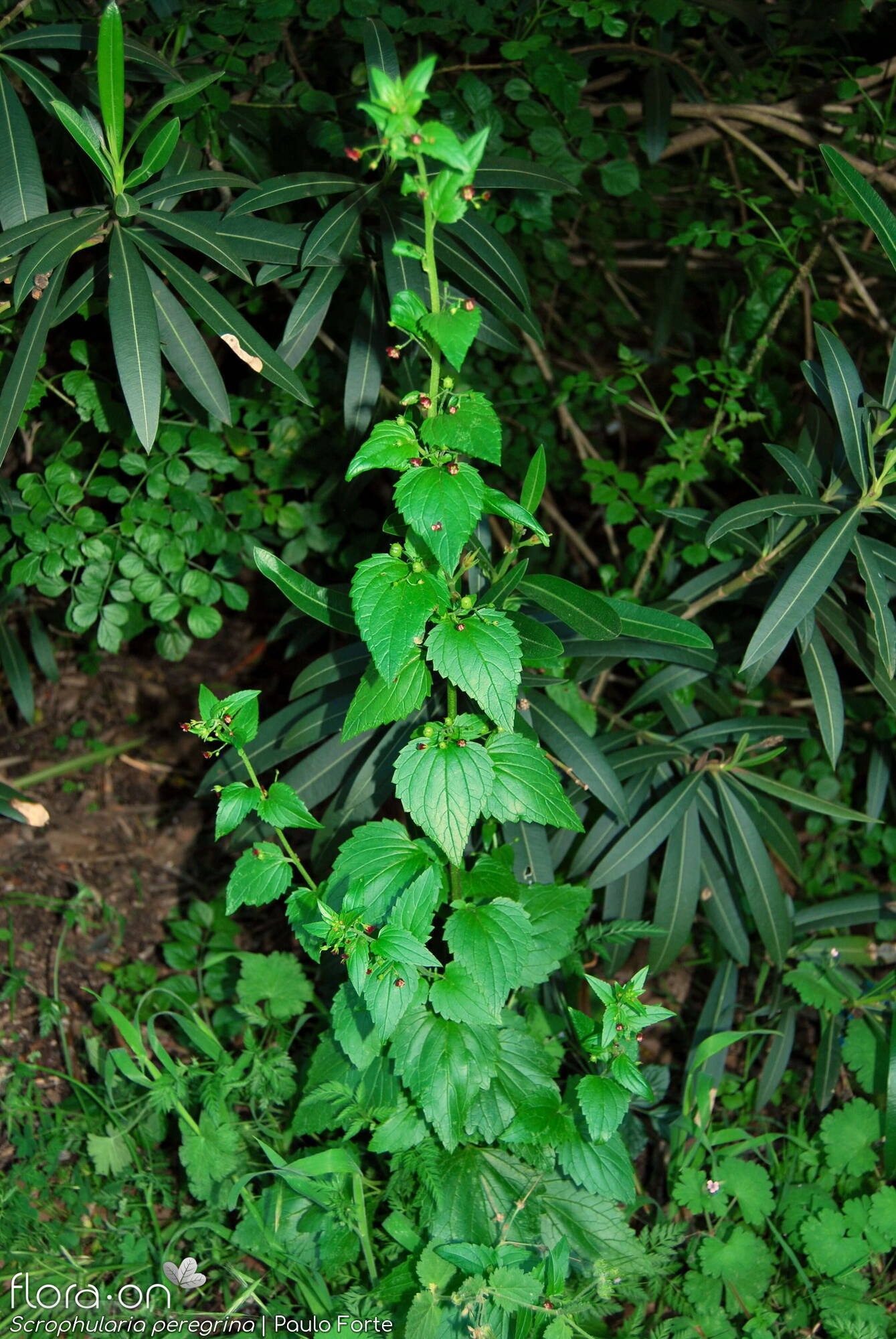 Scrophularia peregrina - Hábito | Paulo Forte; CC BY-NC 4.0