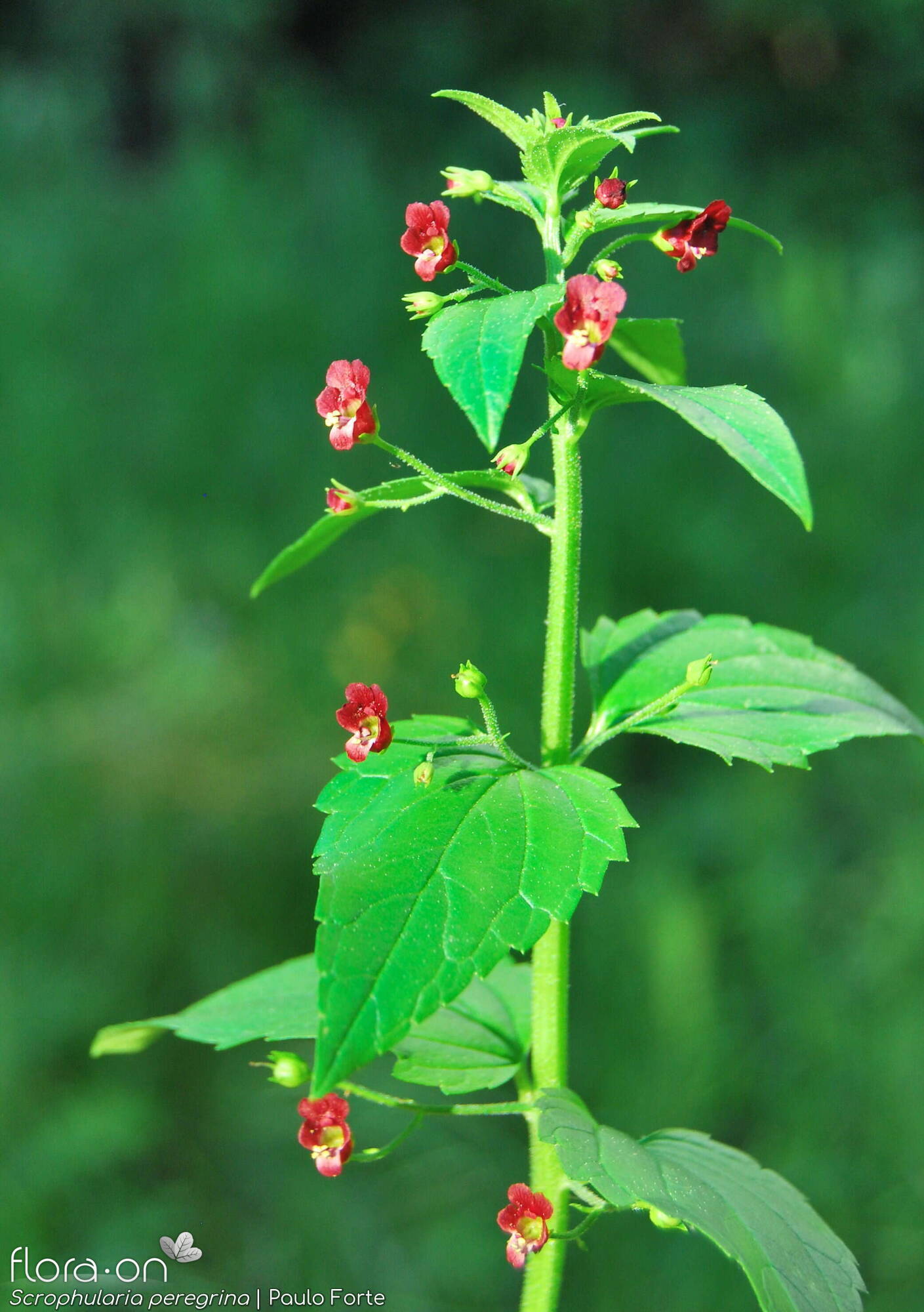 Scrophularia peregrina - Flor (geral) | Paulo Forte; CC BY-NC 4.0