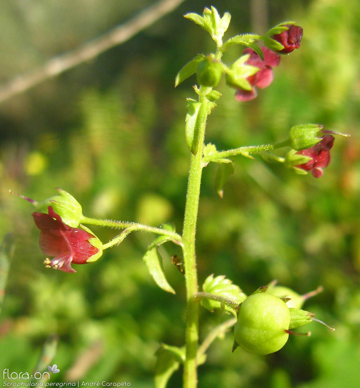 Scrophularia peregrina - Flor (geral) | André Carapeto; CC BY-NC 4.0
