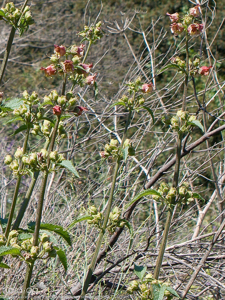 Scrophularia sambucifolia sambucifolia - Hábito | Miguel Porto; CC BY-NC 4.0