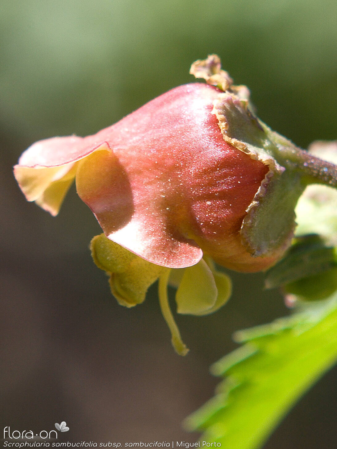 Scrophularia sambucifolia sambucifolia - Flor (close-up) | Miguel Porto; CC BY-NC 4.0