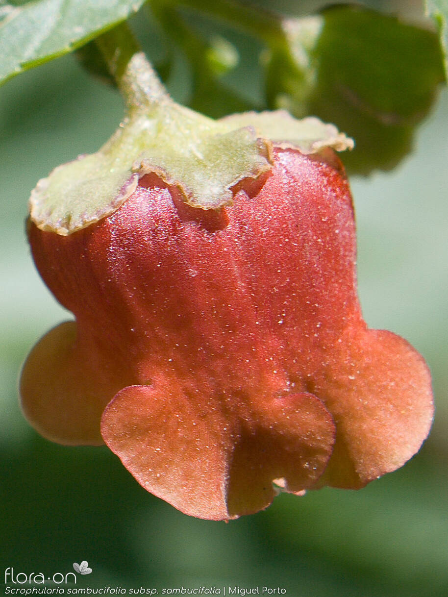 Scrophularia sambucifolia sambucifolia - Flor (close-up) | Miguel Porto; CC BY-NC 4.0
