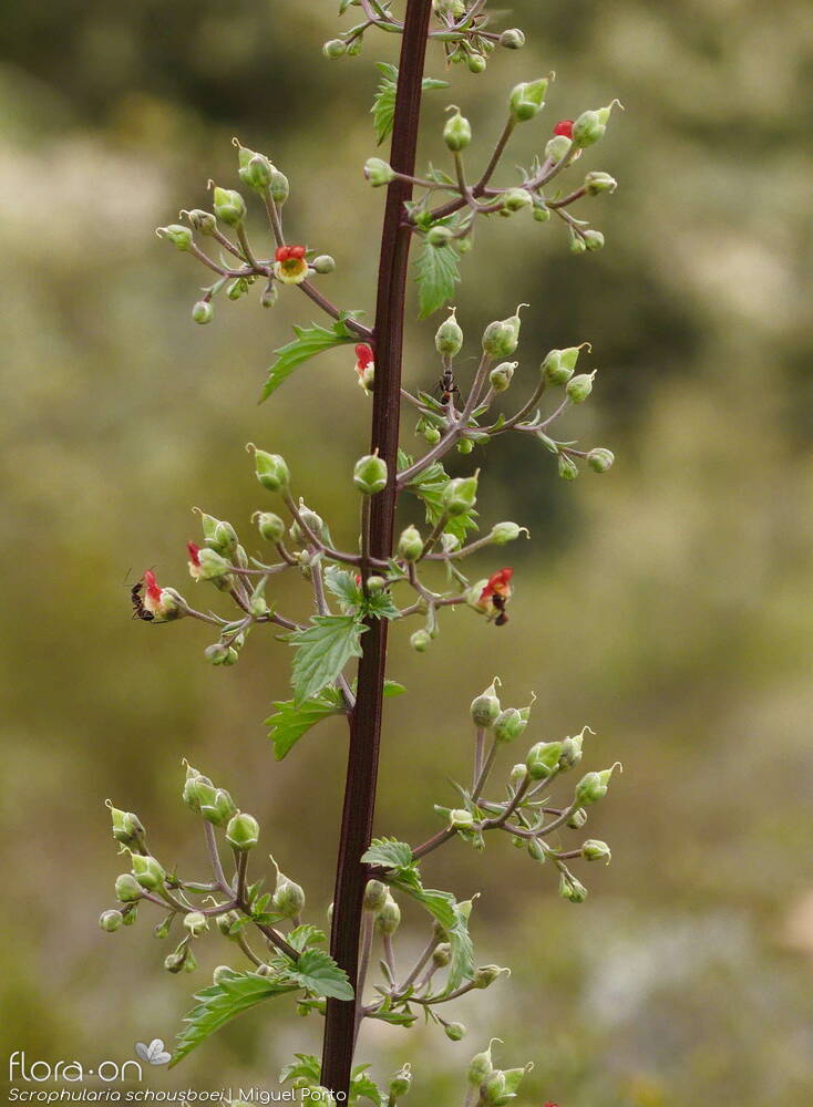 Scrophularia schousboei