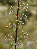 Scrophularia schousboei