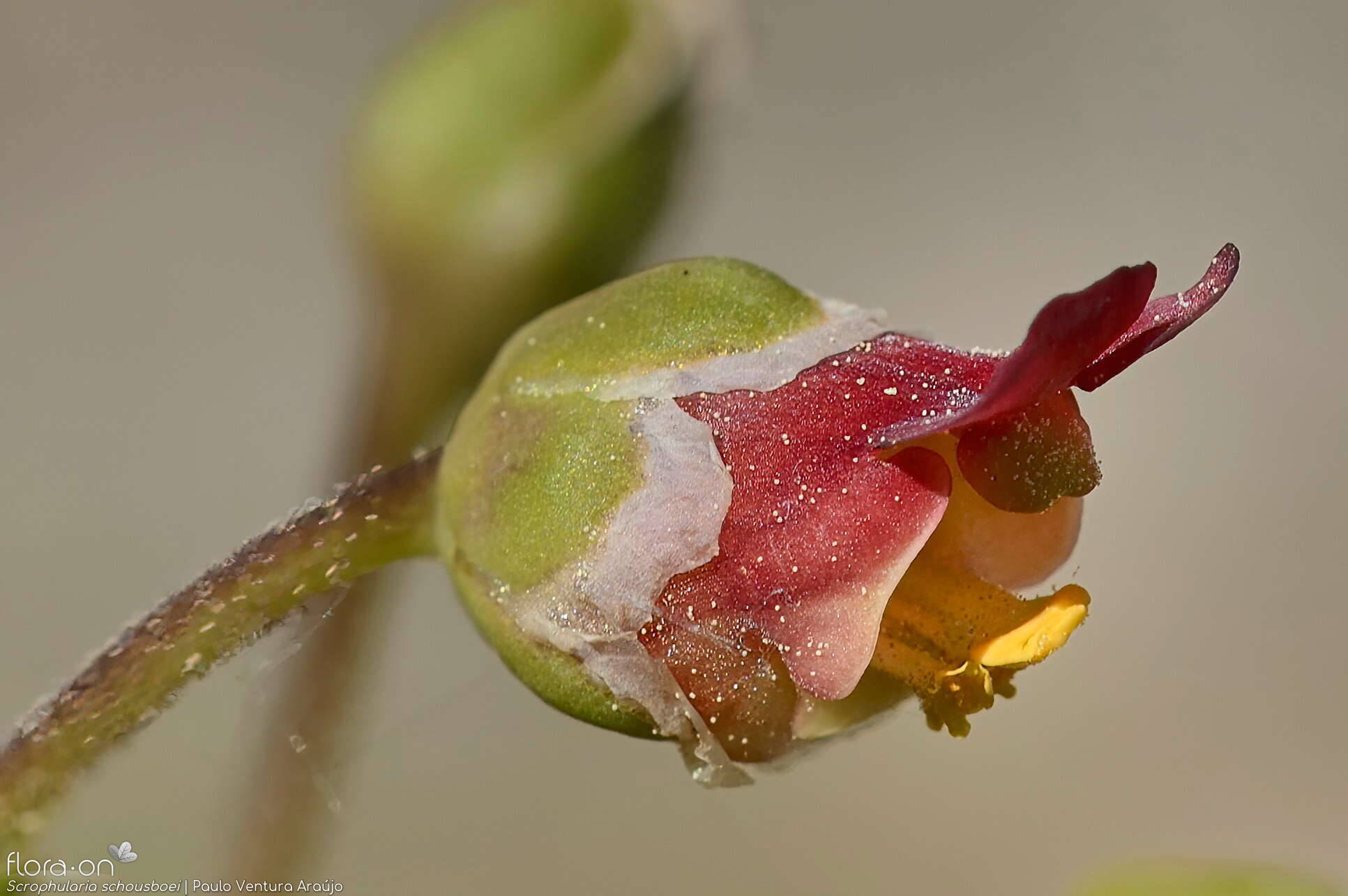 Scrophularia schousboei - Flor (close-up) | Paulo Ventura Araújo; CC BY-NC 4.0