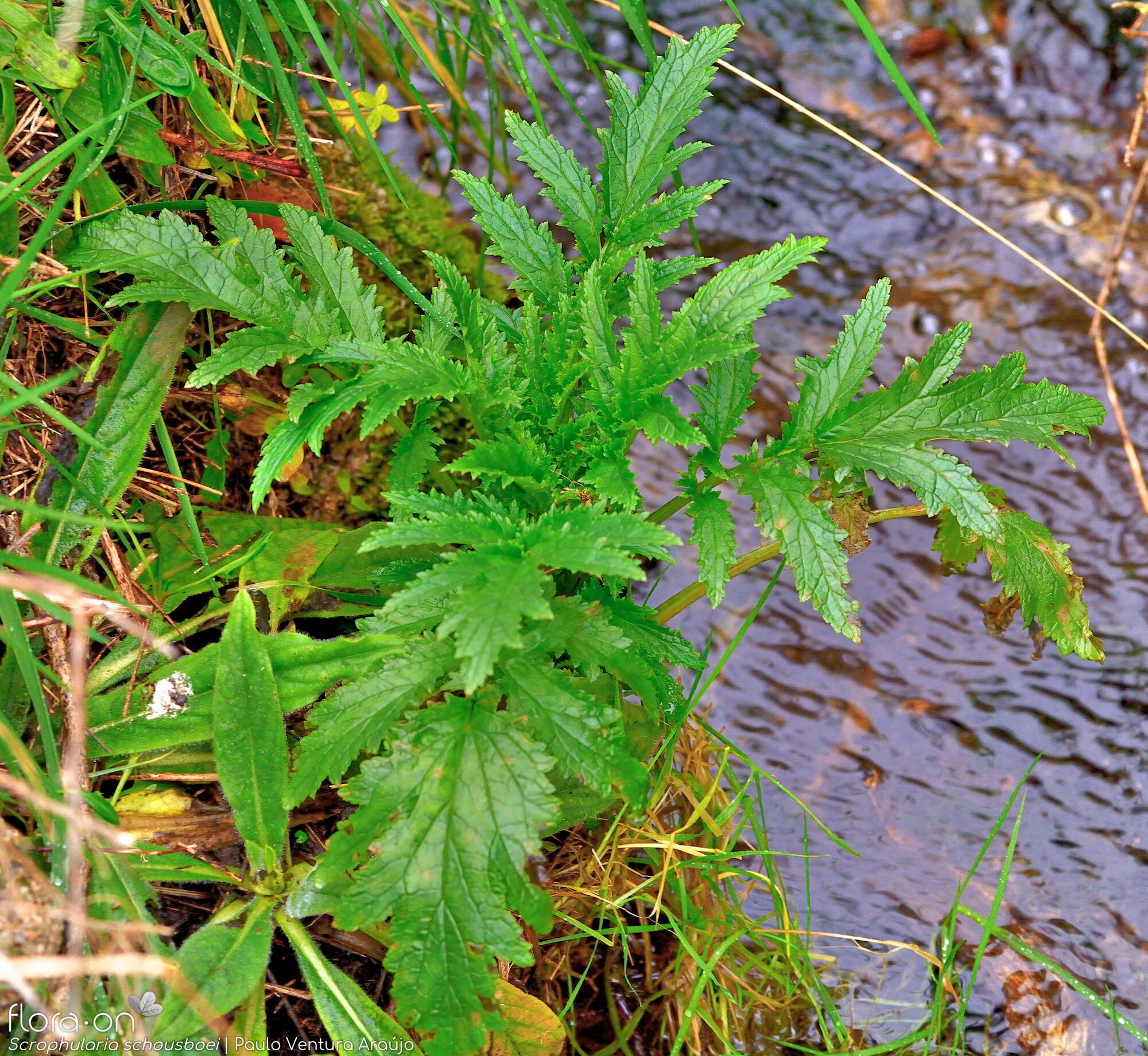 Scrophularia schousboei - Folha (geral) | Paulo Ventura Araújo; CC BY-NC 4.0