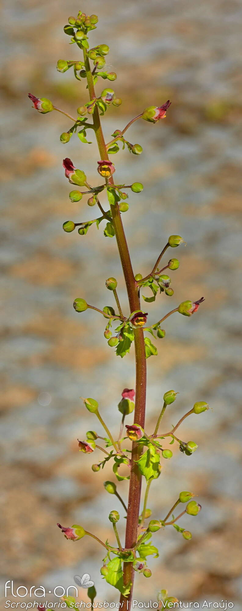 Scrophularia schousboei - Flor (geral) | Paulo Ventura Araújo; CC BY-NC 4.0