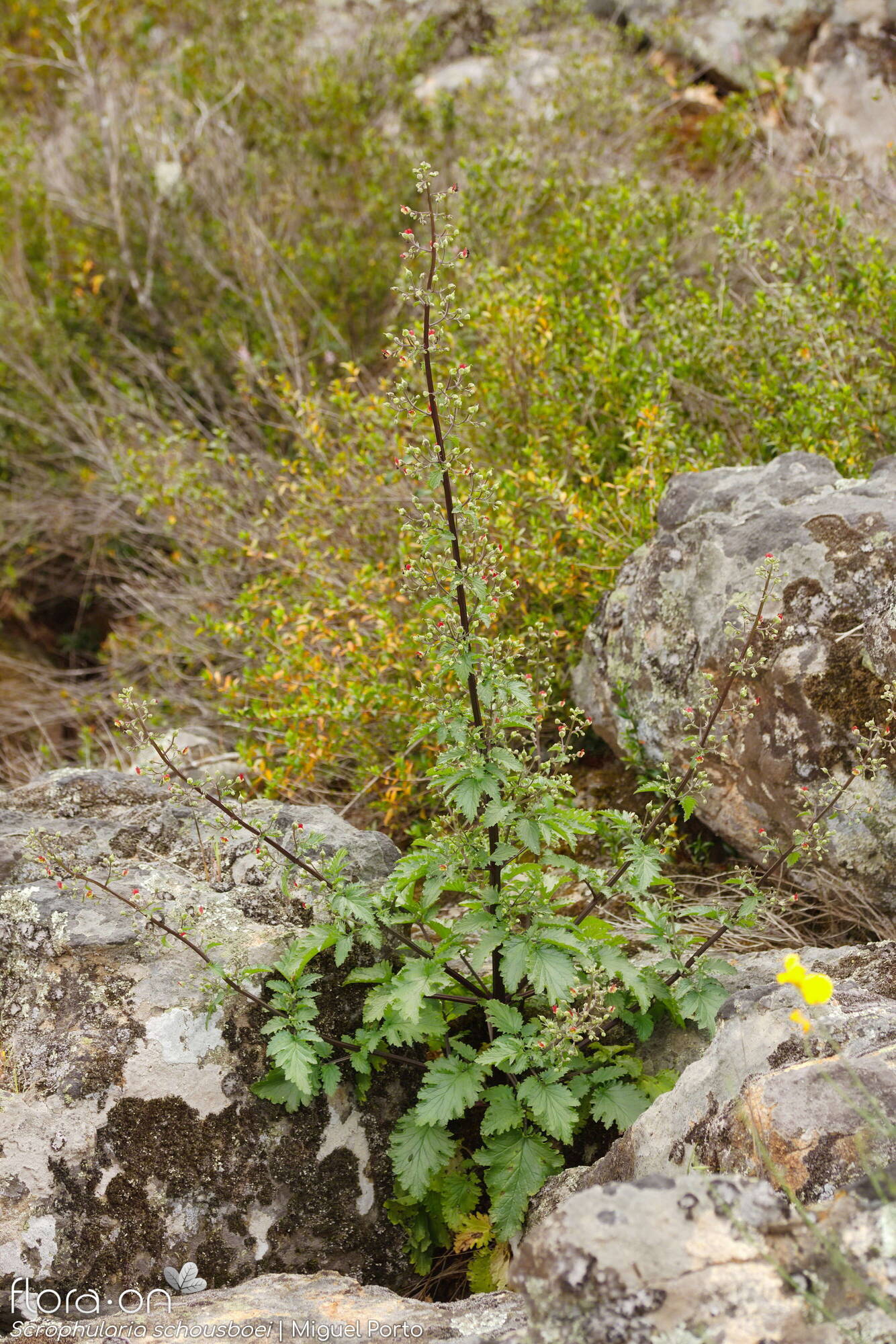 Scrophularia schousboei - Hábito | Miguel Porto; CC BY-NC 4.0