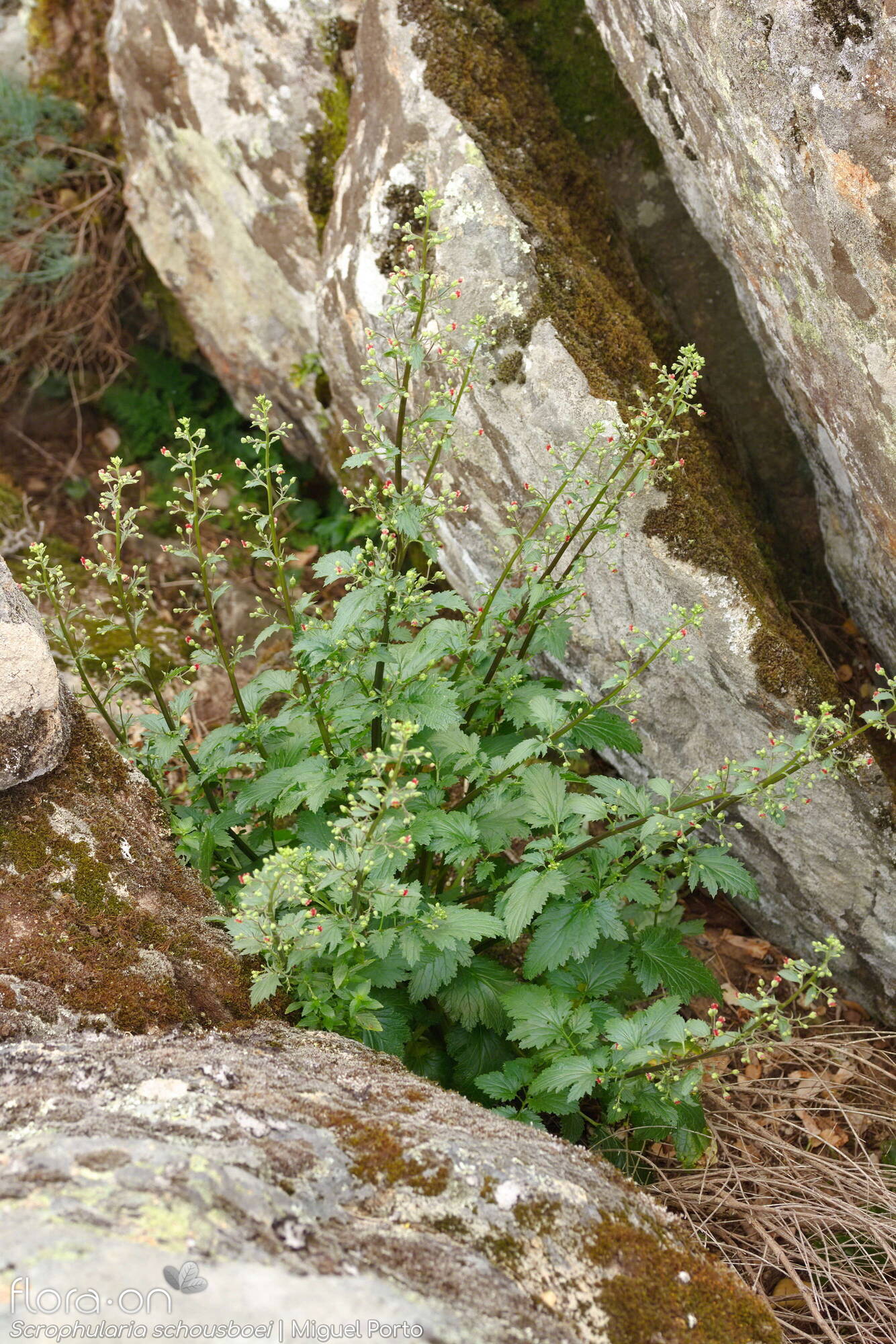 Scrophularia schousboei - Hábito | Miguel Porto; CC BY-NC 4.0