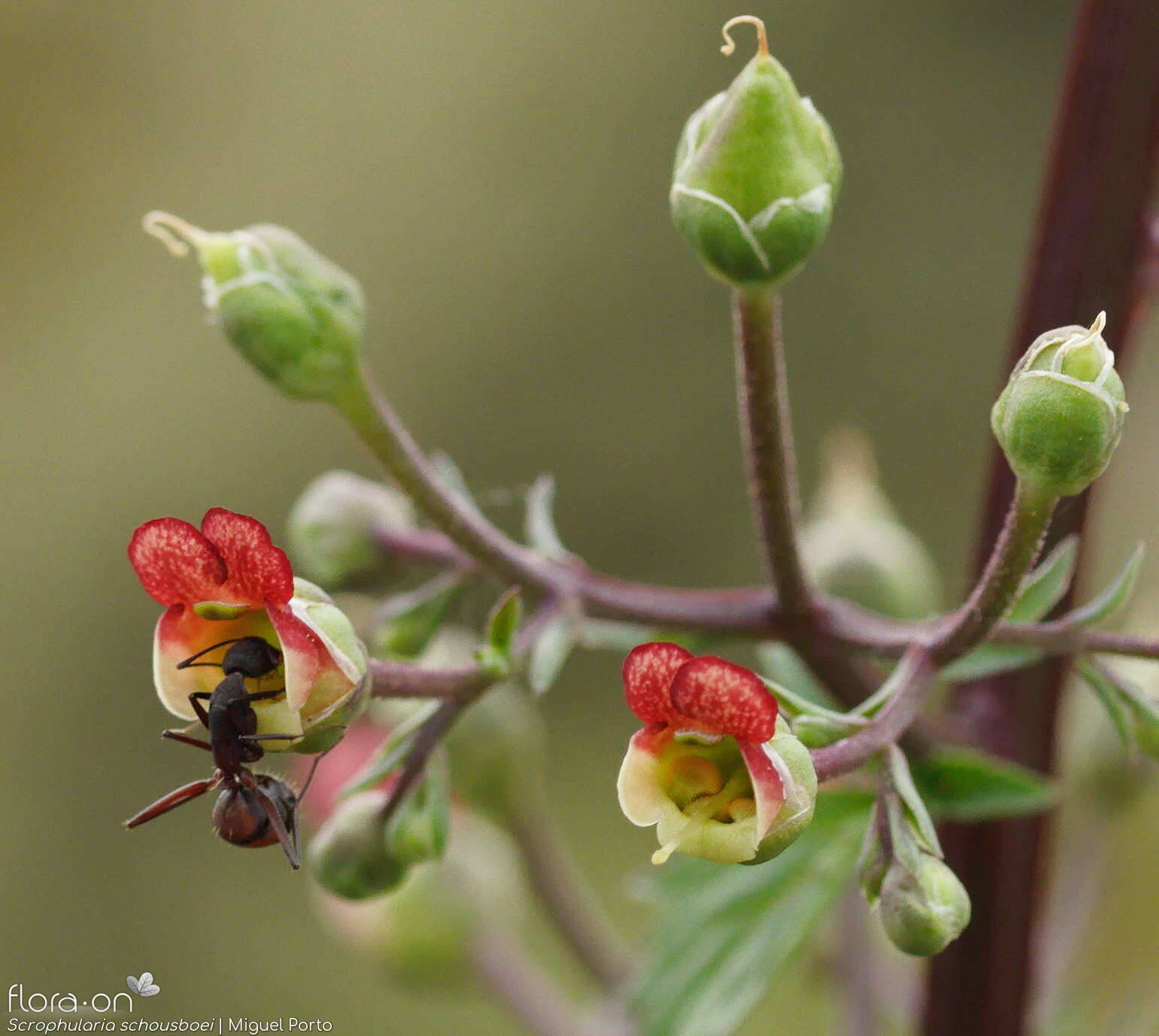 Scrophularia schousboei - Flor (close-up) | Miguel Porto; CC BY-NC 4.0