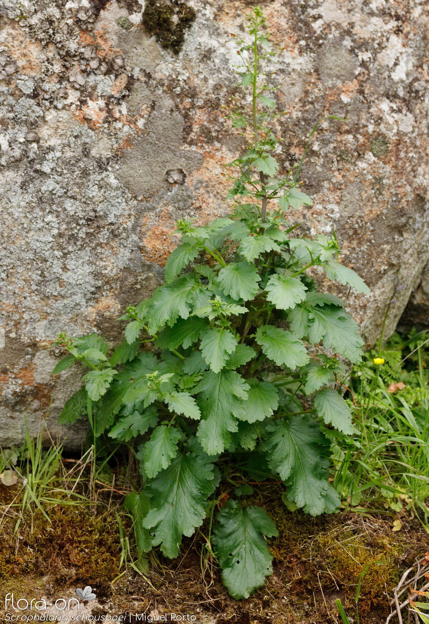 Scrophularia schousboei - Hábito | Miguel Porto; CC BY-NC 4.0