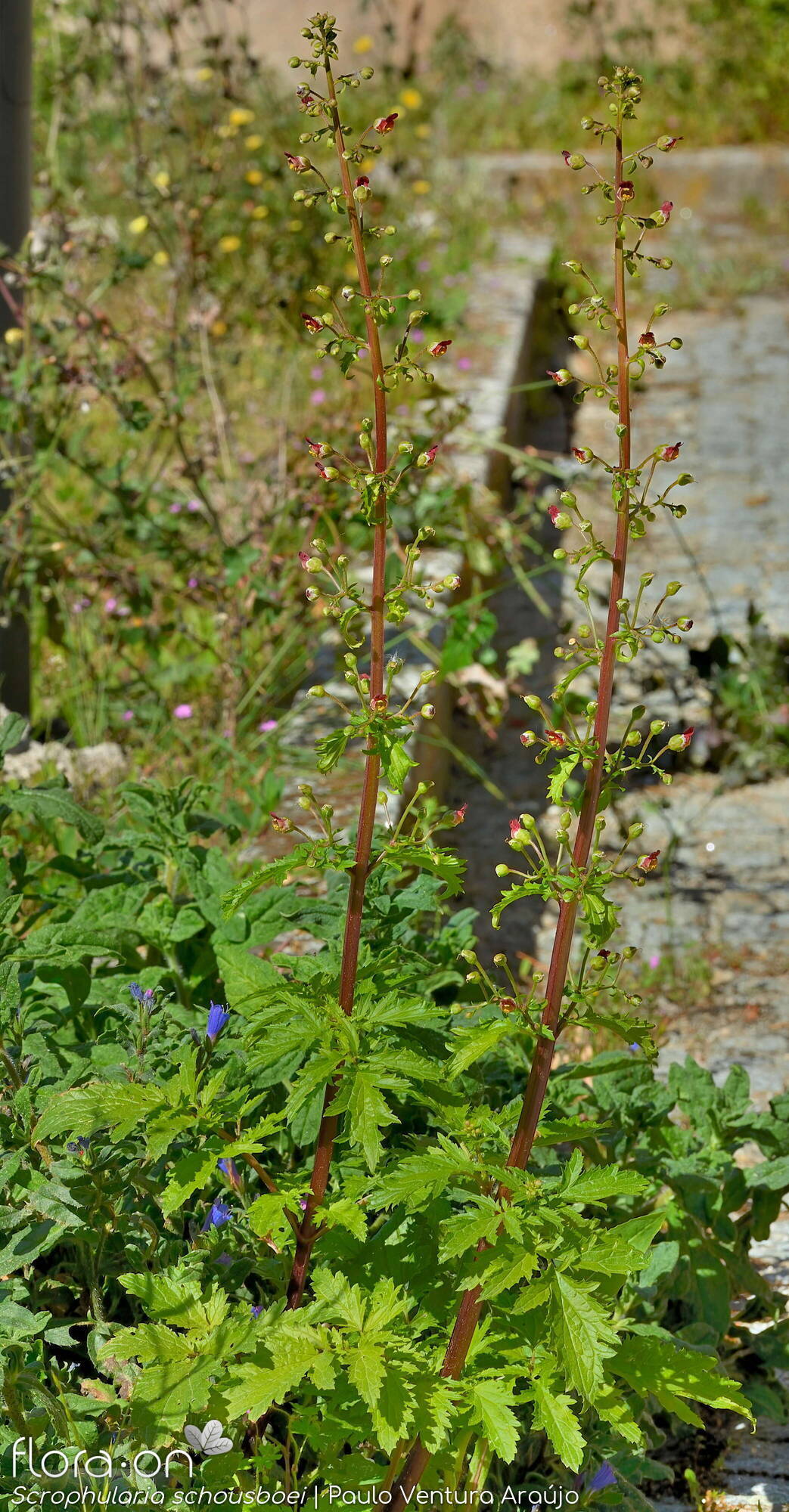 Scrophularia schousboei - Hábito | Paulo Ventura Araújo; CC BY-NC 4.0