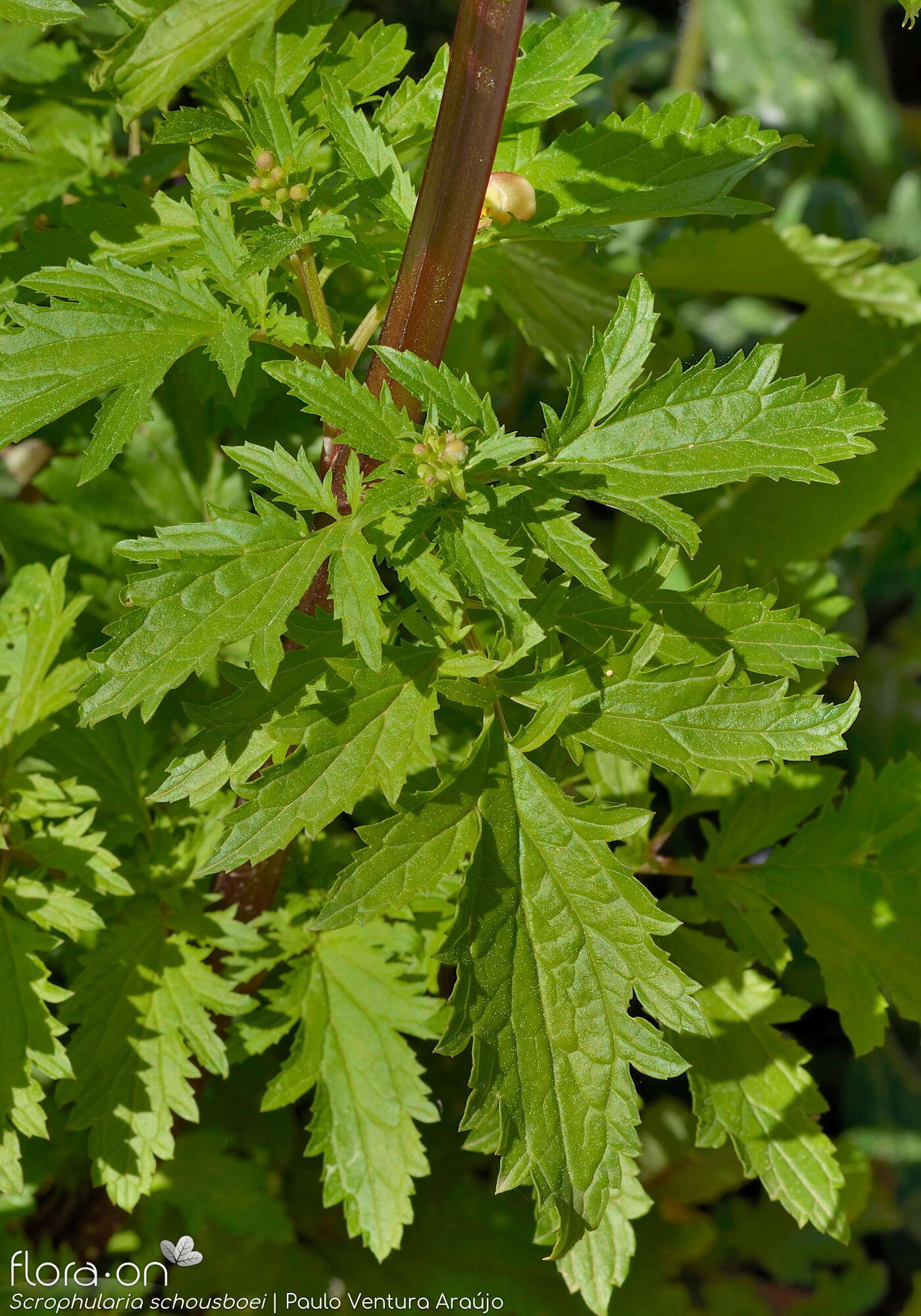 Scrophularia schousboei - Folha | Paulo Ventura Araújo; CC BY-NC 4.0