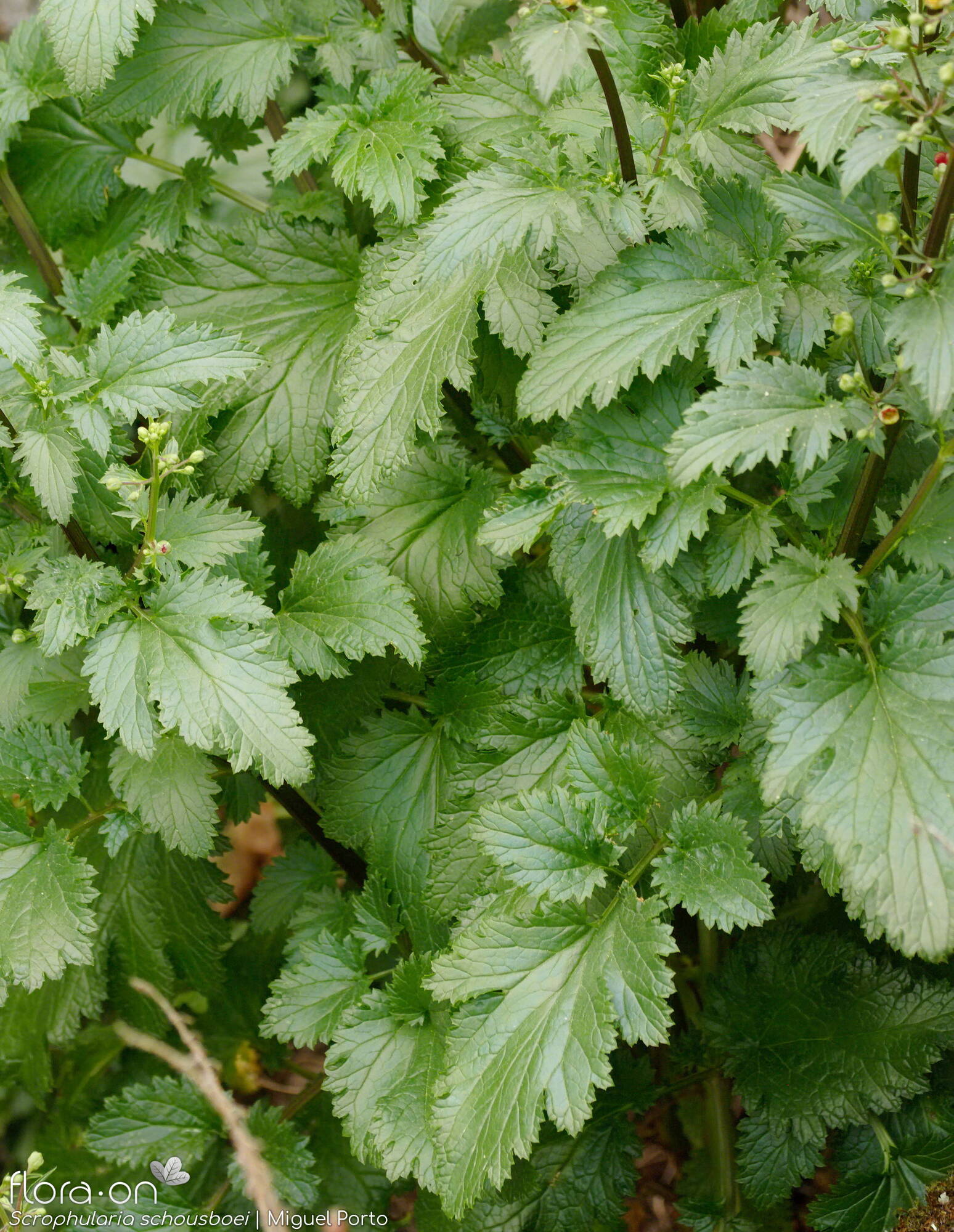 Scrophularia schousboei - Folha (geral) | Miguel Porto; CC BY-NC 4.0