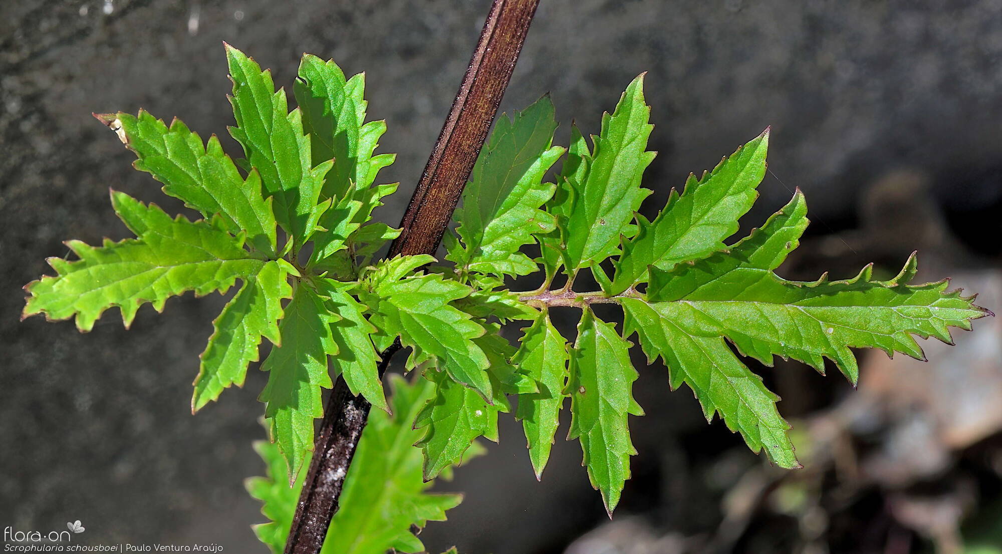 Scrophularia schousboei - Folha | Paulo Ventura Araújo; CC BY-NC 4.0