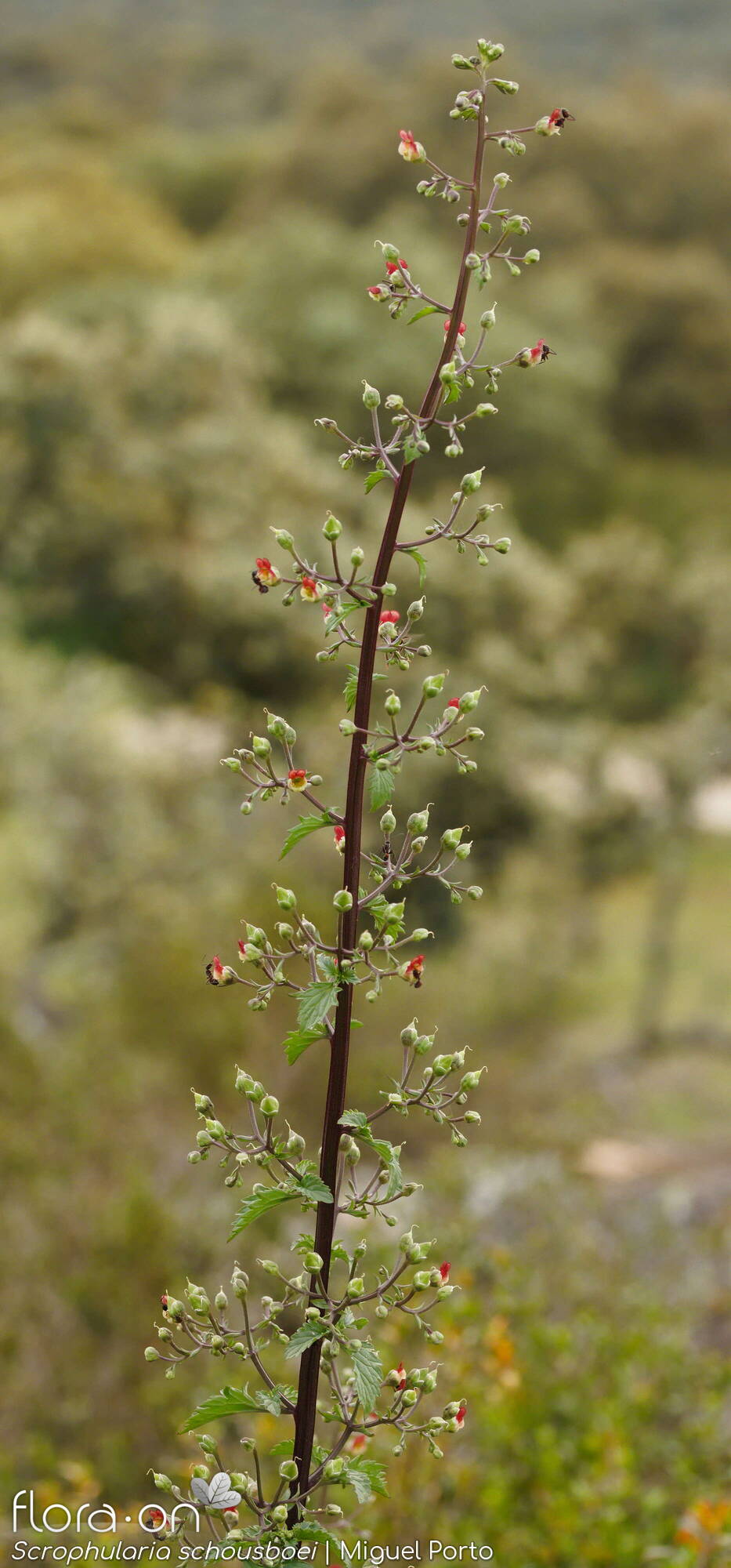 Scrophularia schousboei - Flor (geral) | Miguel Porto; CC BY-NC 4.0