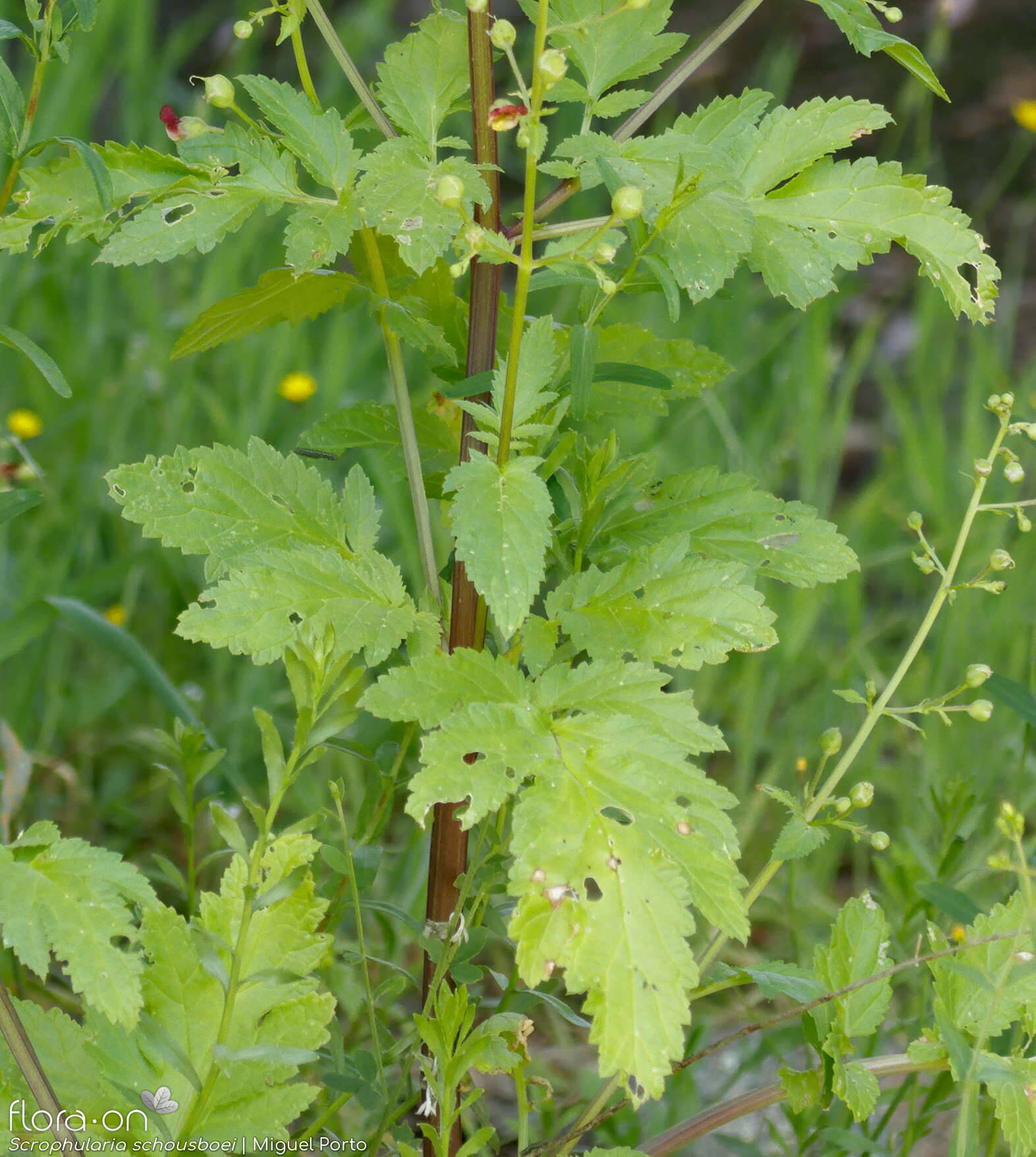 Scrophularia schousboei - Folha (geral) | Miguel Porto; CC BY-NC 4.0