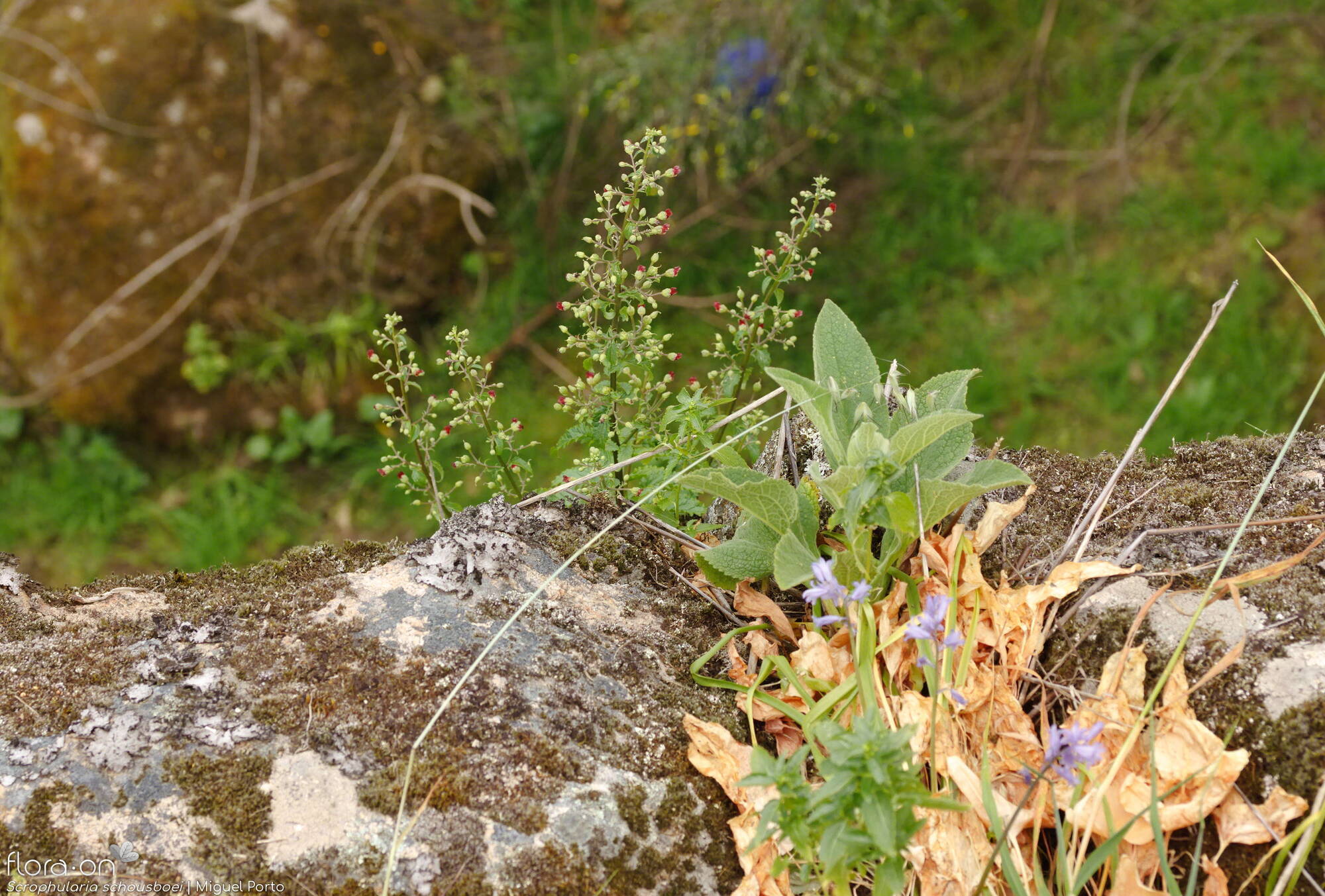 Scrophularia schousboei - Hábito | Miguel Porto; CC BY-NC 4.0