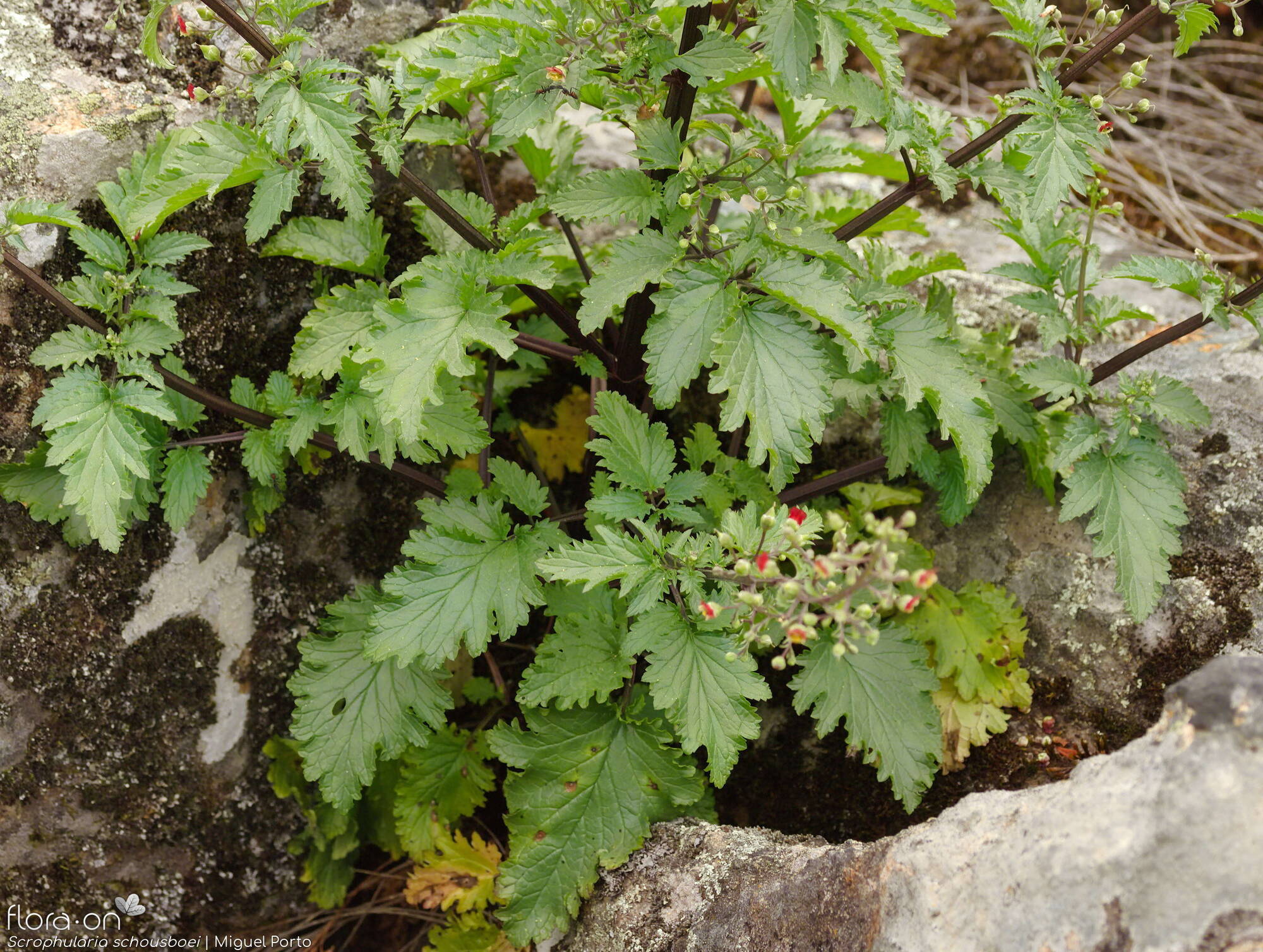 Scrophularia schousboei - Folha (geral) | Miguel Porto; CC BY-NC 4.0