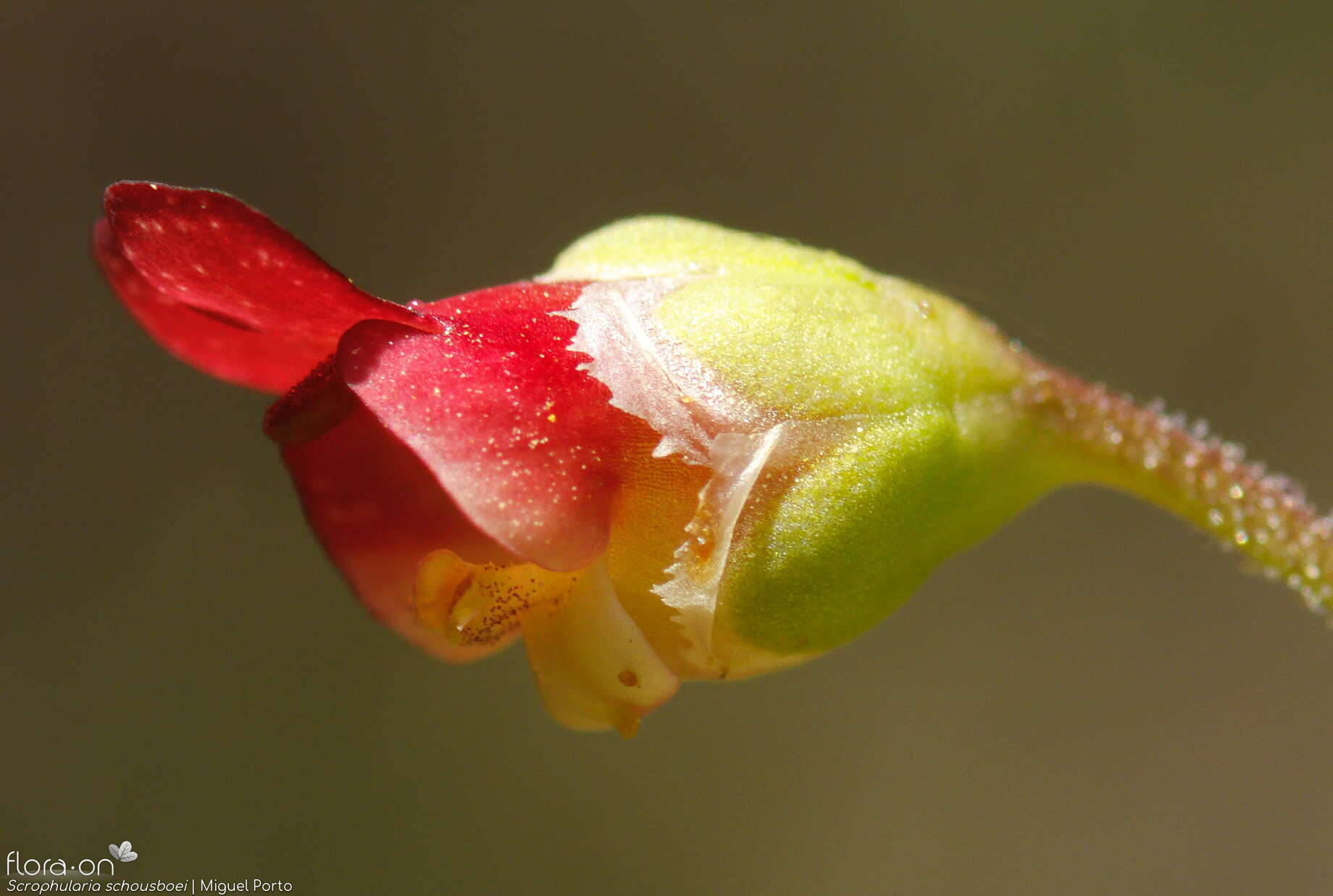 Scrophularia schousboei - Cálice | Miguel Porto; CC BY-NC 4.0