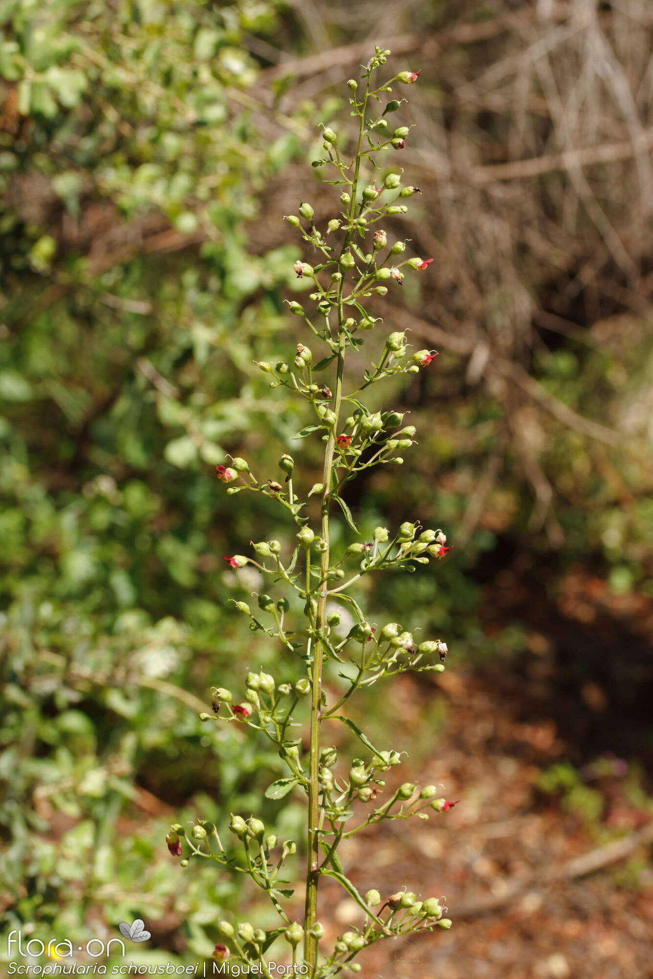 Scrophularia schousboei - Flor (geral) | Miguel Porto; CC BY-NC 4.0