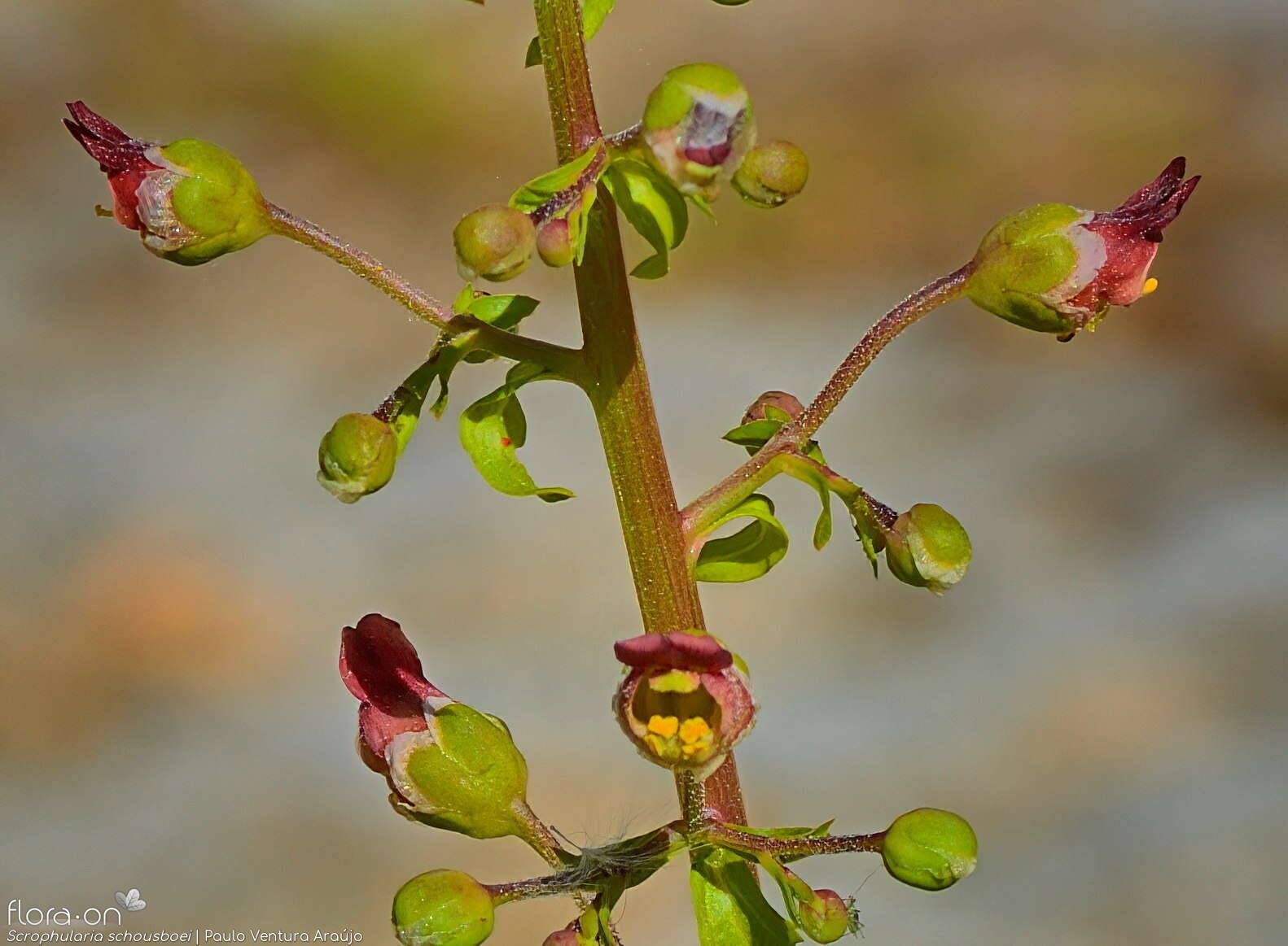 Scrophularia schousboei - Flor (geral) | Paulo Ventura Araújo; CC BY-NC 4.0