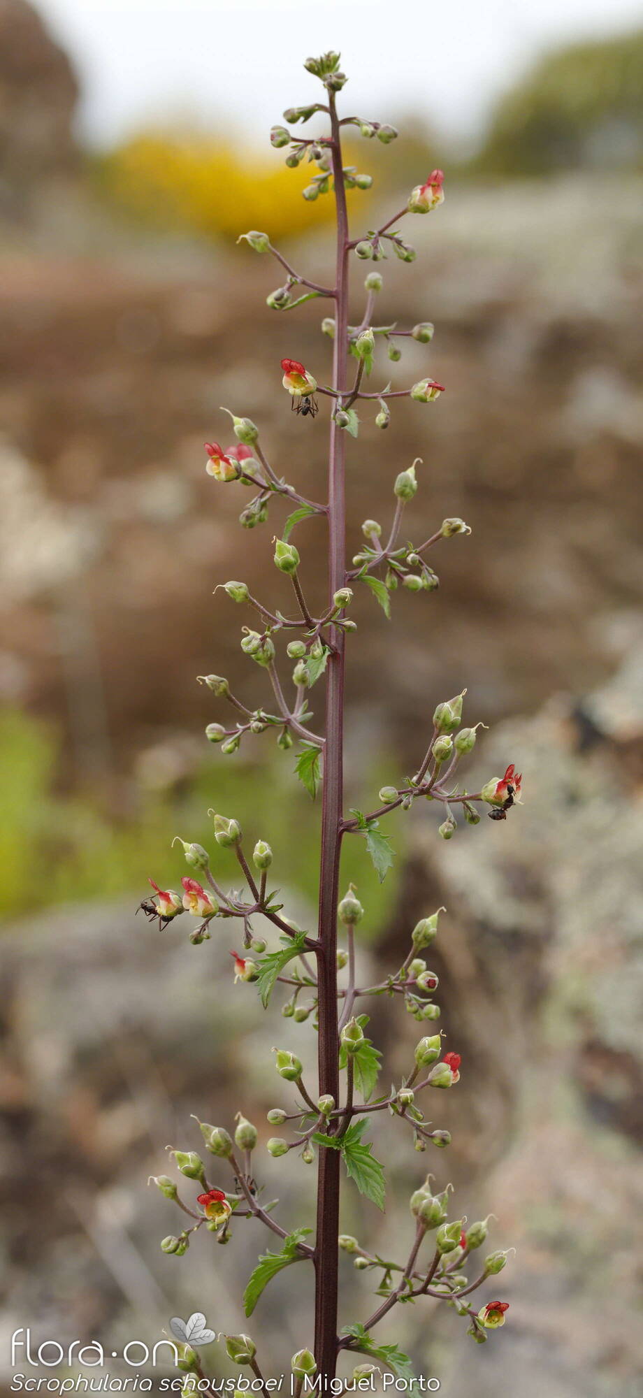 Scrophularia schousboei - Flor (geral) | Miguel Porto; CC BY-NC 4.0