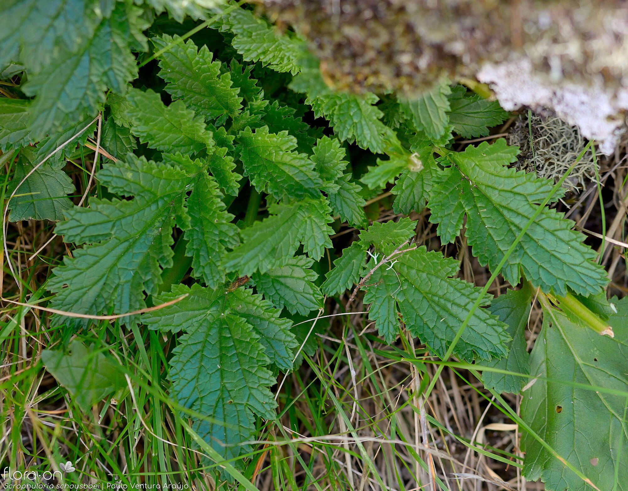 Scrophularia schousboei - Folha | Paulo Ventura Araújo; CC BY-NC 4.0