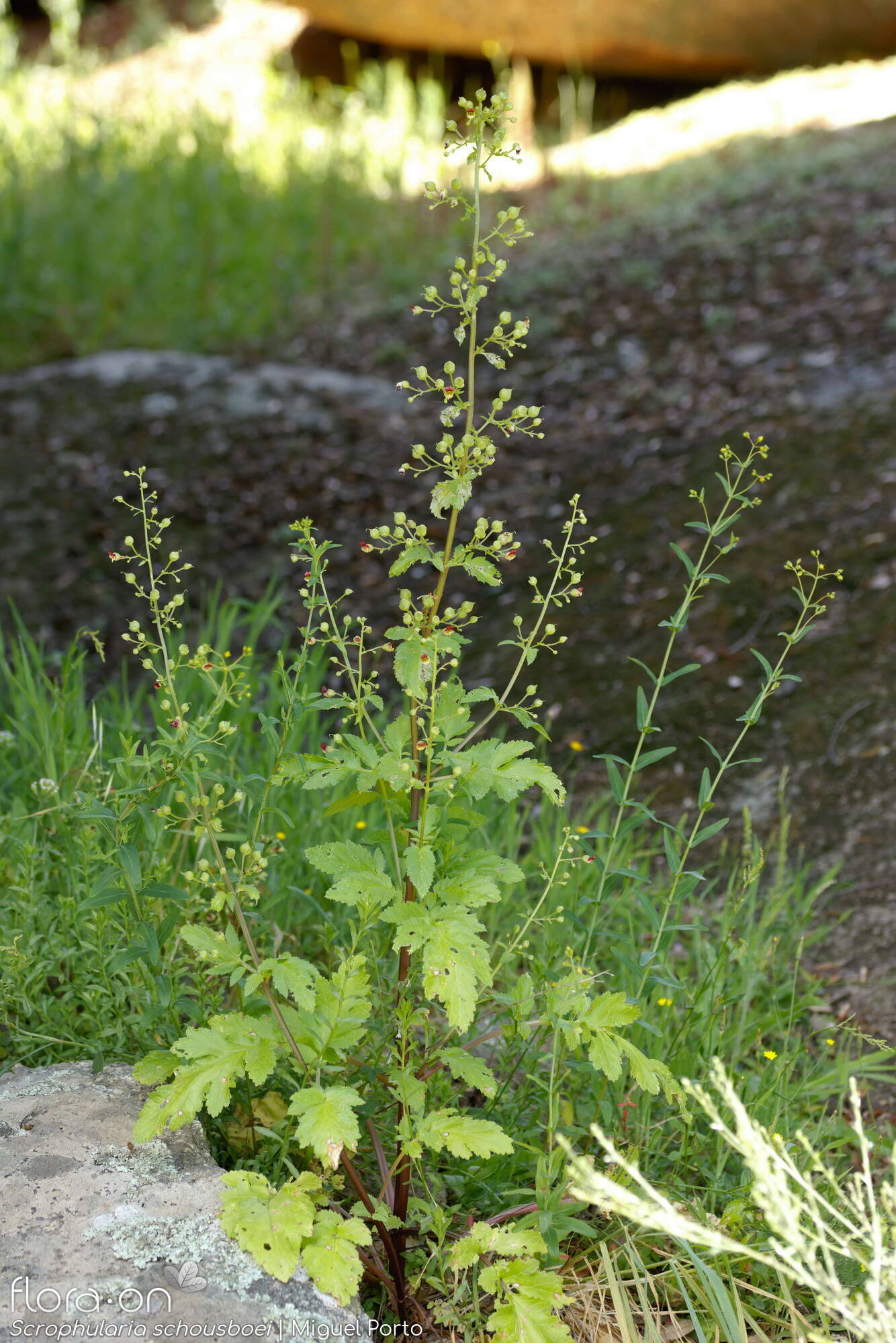 Scrophularia schousboei - Hábito | Miguel Porto; CC BY-NC 4.0