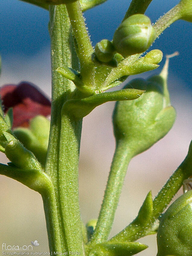 Scrophularia sublyrata - Caule | Miguel Porto; CC BY-NC 4.0