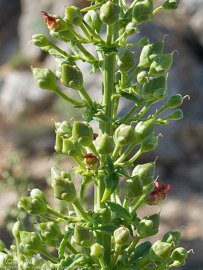 Scrophularia sublyrata - Flor (geral) | Miguel Porto; CC BY-NC 4.0