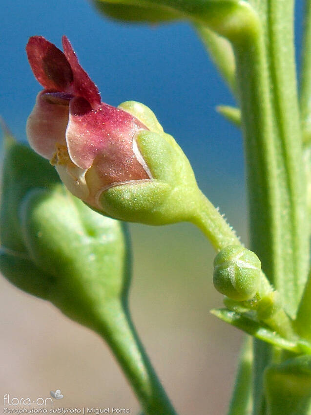 Scrophularia sublyrata - Flor (close-up) | Miguel Porto; CC BY-NC 4.0