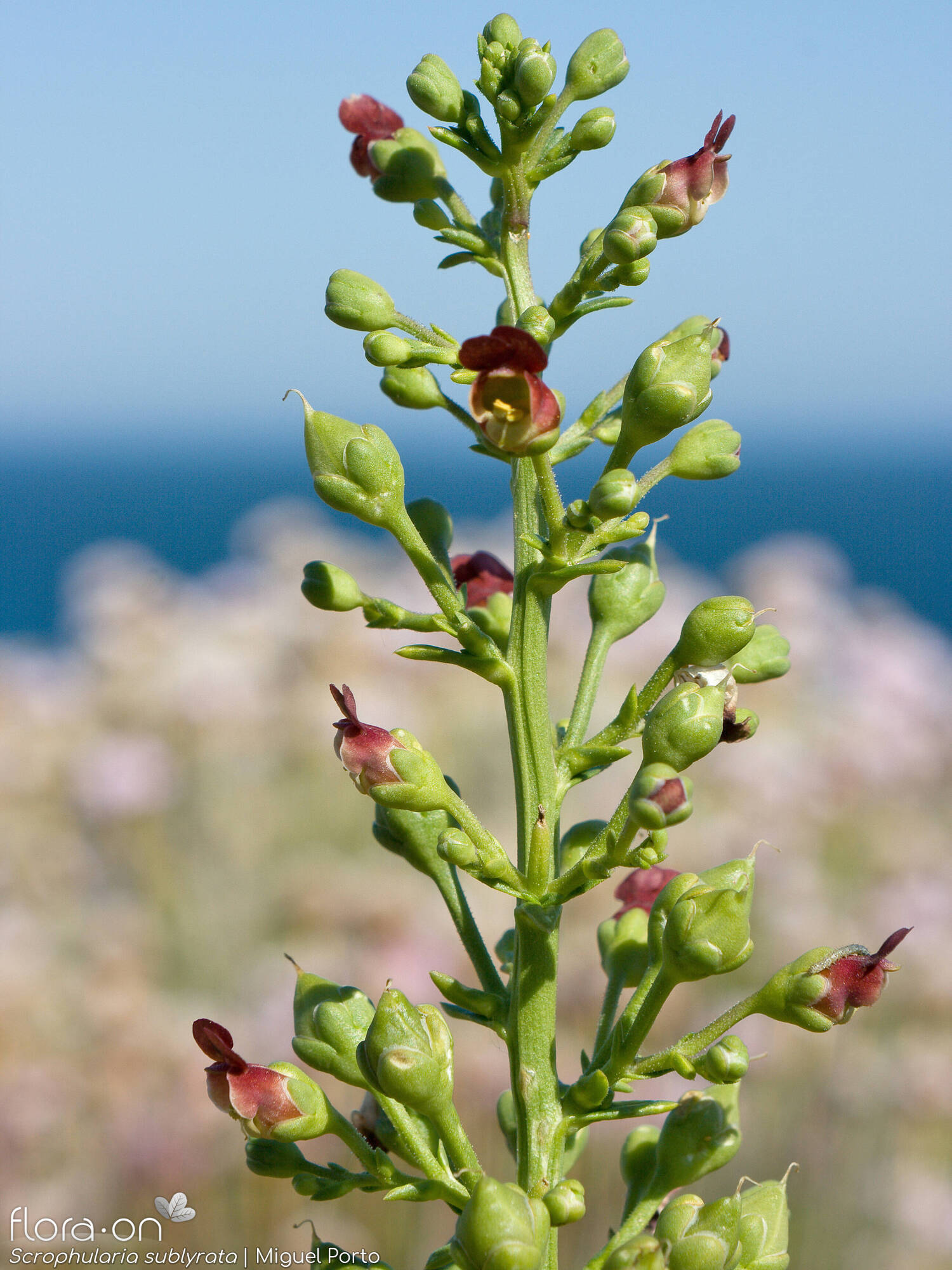 Scrophularia sublyrata - Flor (geral) | Miguel Porto; CC BY-NC 4.0