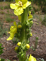 Scrophulariaceae