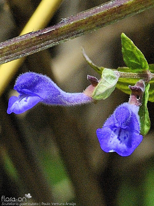 Scutellaria galericulata - Flor (close-up) | Paulo Ventura Araújo; CC BY-NC 4.0