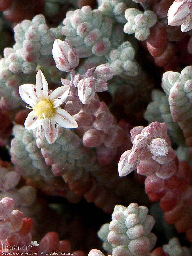 Sedum brevifolium - Flor (close-up) | Ana Júlia Pereira; CC BY-NC 4.0