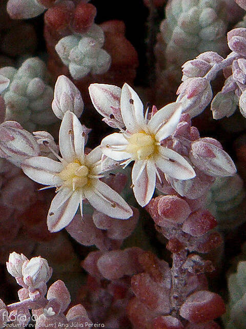 Sedum brevifolium - Flor (close-up) | Ana Júlia Pereira; CC BY-NC 4.0