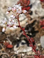 Sedum gypsicola