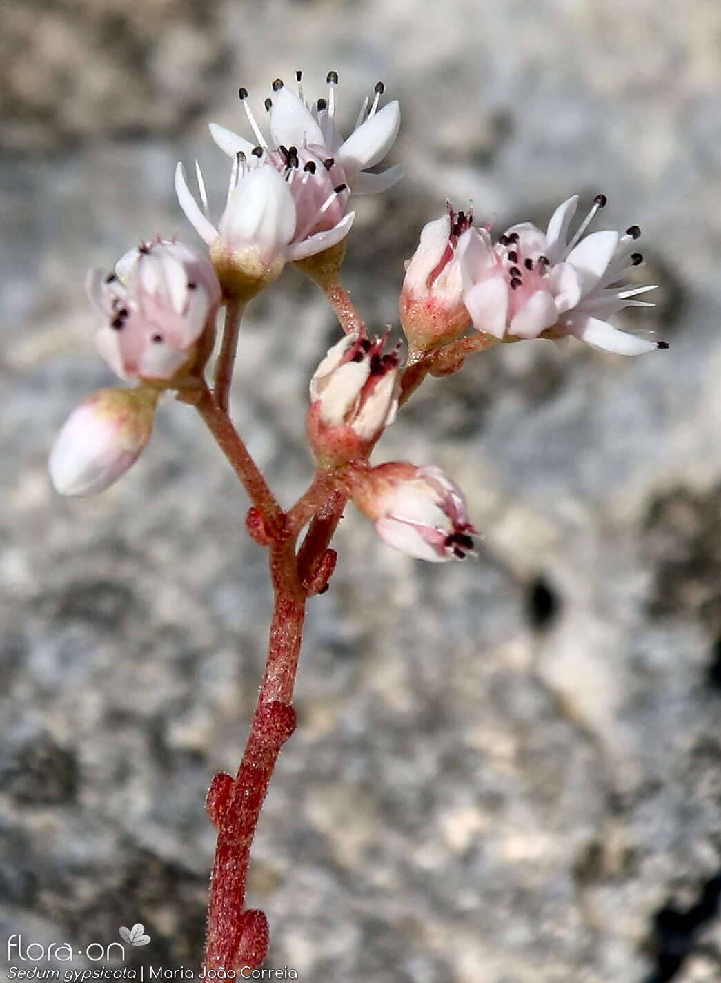 Sedum gypsicola - Flor (geral) | Maria João Correia; CC BY-NC 4.0