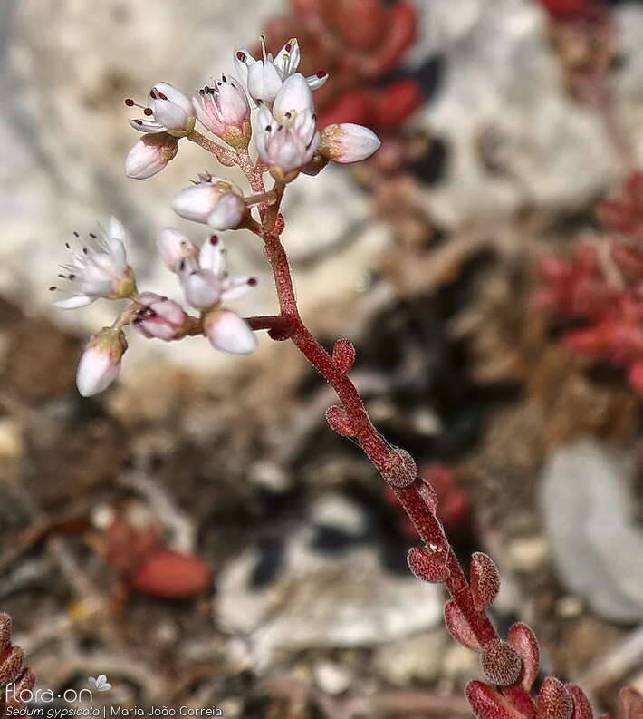 Sedum gypsicola - Flor (geral) | Maria João Correia; CC BY-NC 4.0