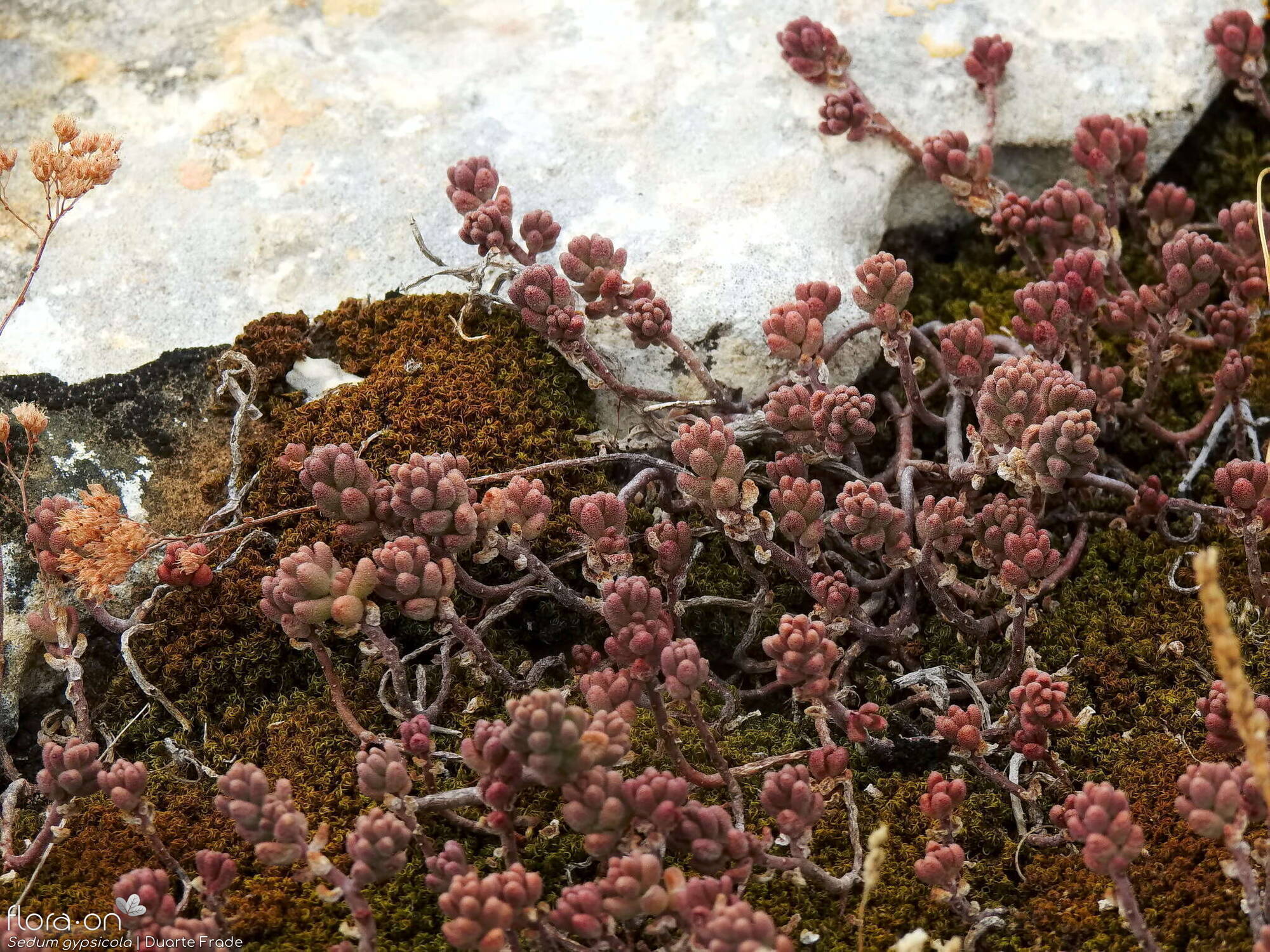Sedum gypsicola - Hábito | Duarte Frade; CC BY-NC 4.0