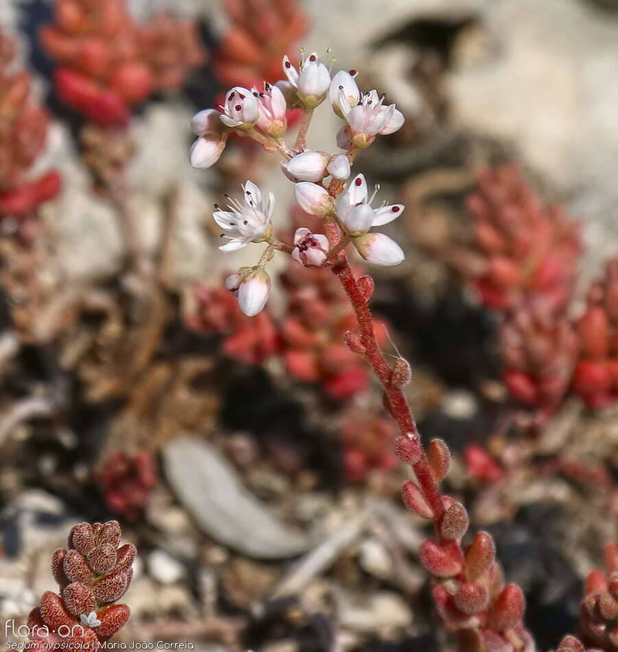 Sedum gypsicola - Flor (geral) | Maria João Correia; CC BY-NC 4.0