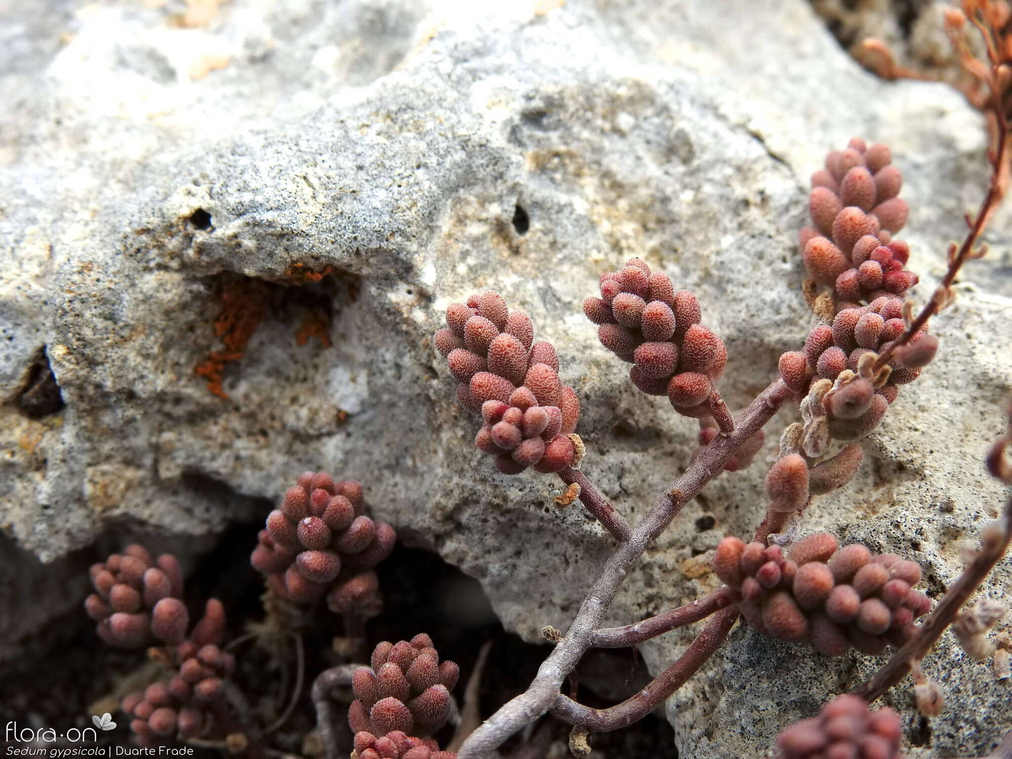 Sedum gypsicola - Folha (geral) | Duarte Frade; CC BY-NC 4.0