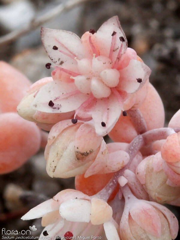 Sedum pedicellatum - Flor (close-up) | Miguel Porto; CC BY-NC 4.0