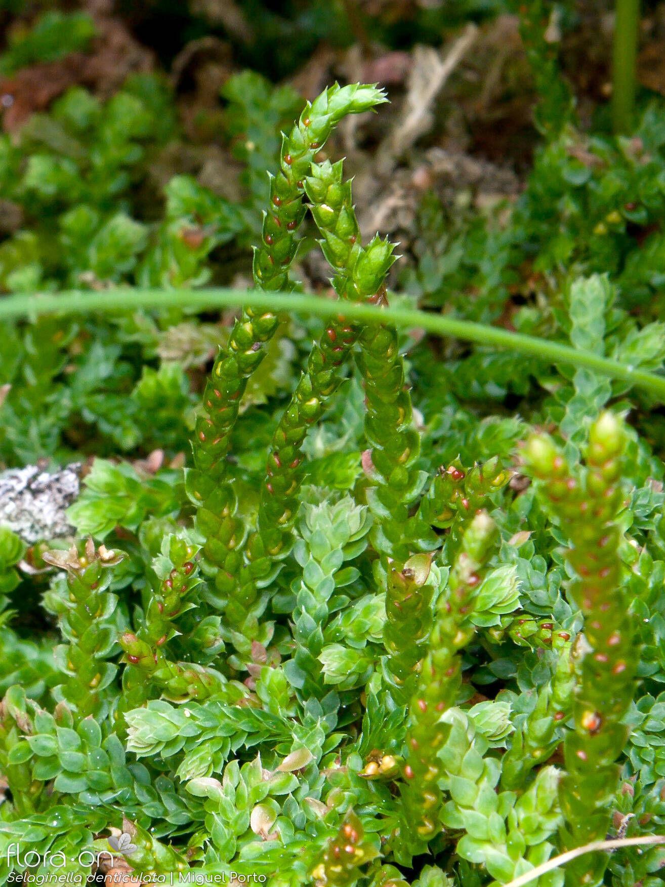 Selaginella denticulata - Hábito | Miguel Porto; CC BY-NC 4.0