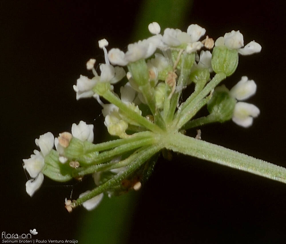 Selinum broteri - Flor (close-up) | Paulo Ventura Araújo; CC BY-NC 4.0