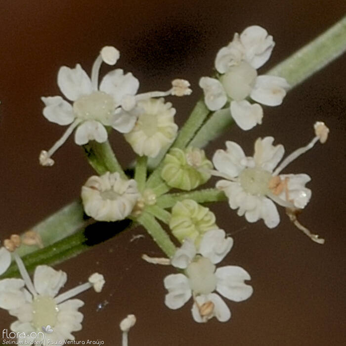 Selinum broteri - Flor (close-up) | Paulo Ventura Araújo; CC BY-NC 4.0