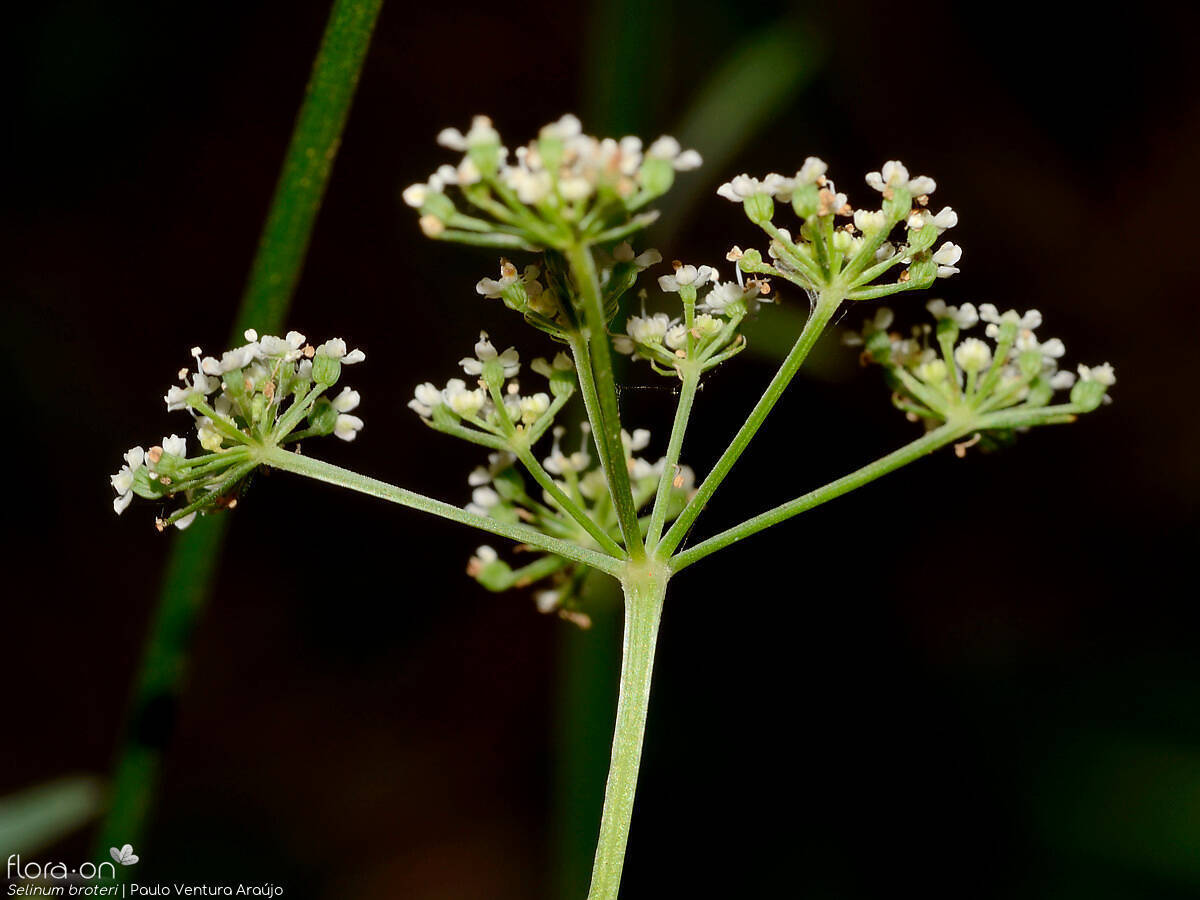 Selinum broteri - Flor (geral) | Paulo Ventura Araújo; CC BY-NC 4.0